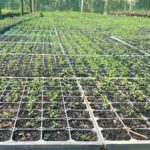 Lake Clifton Seedling Giveaway