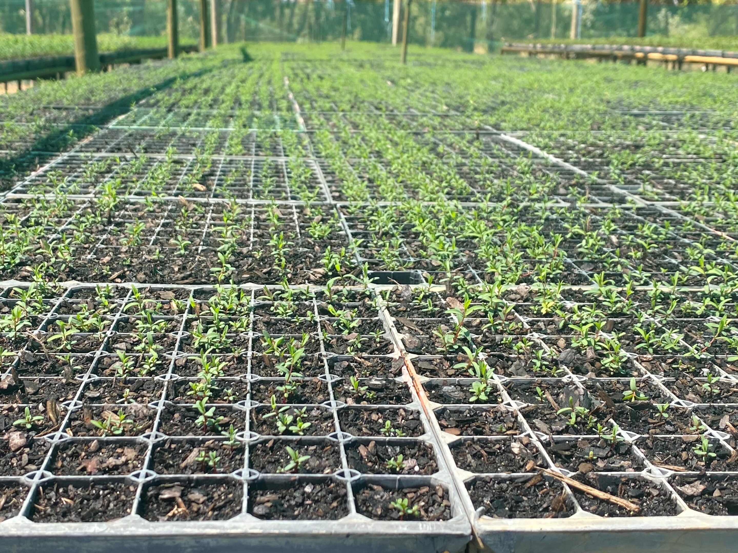 Lake Clifton Seedling Giveaway