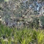 Community Planting Day - Lowlands Nature Reserve