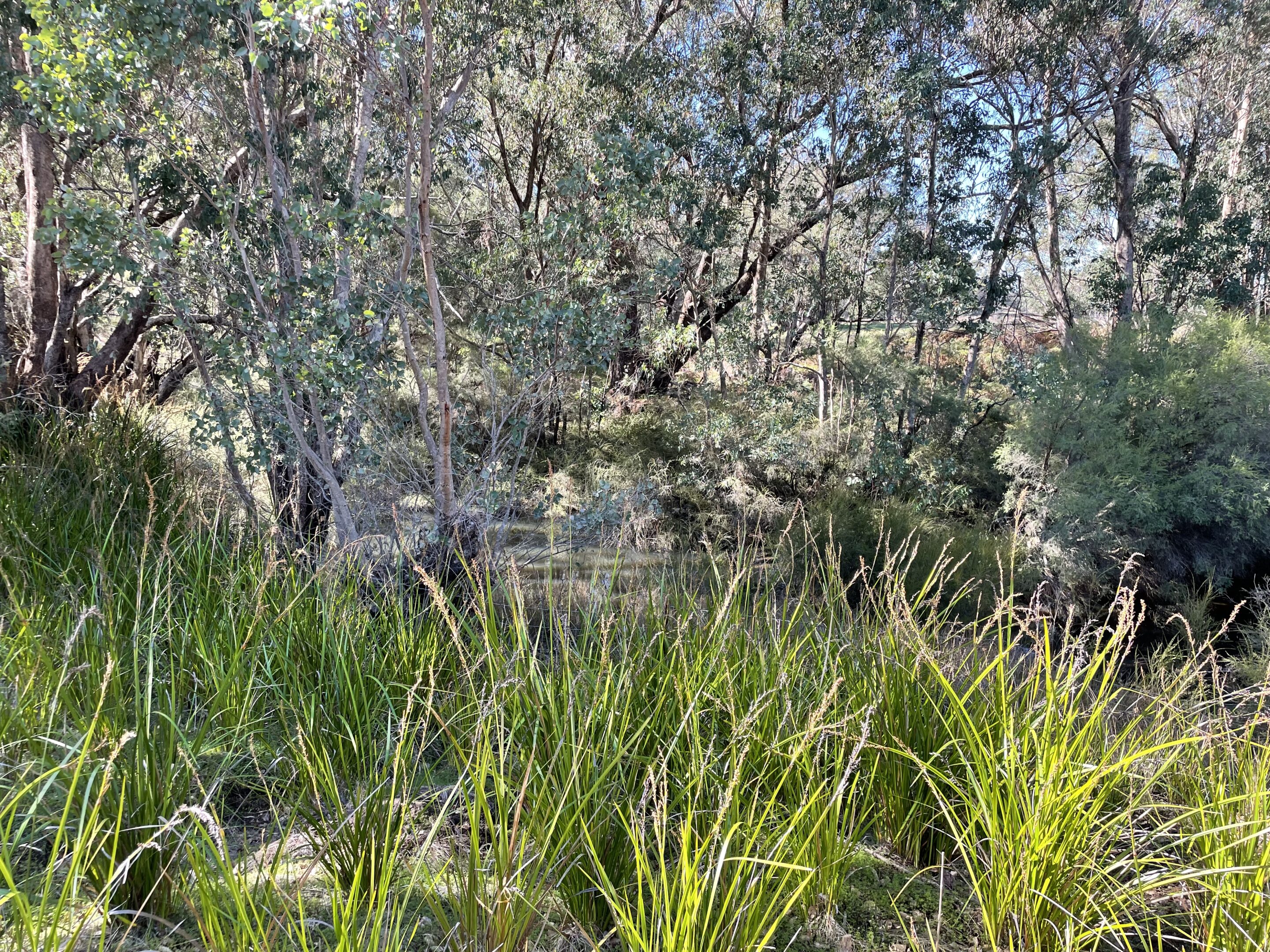 Community Planting Day - Lowlands Nature Reserve