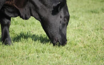 Better Hay & Silage for Drought Resilience