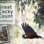 Great Cocky Count Workshop - Mandurah FULLY BOOKED