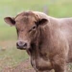 Rumen-8 Beef – Making hay and silage supplementation decisions easier