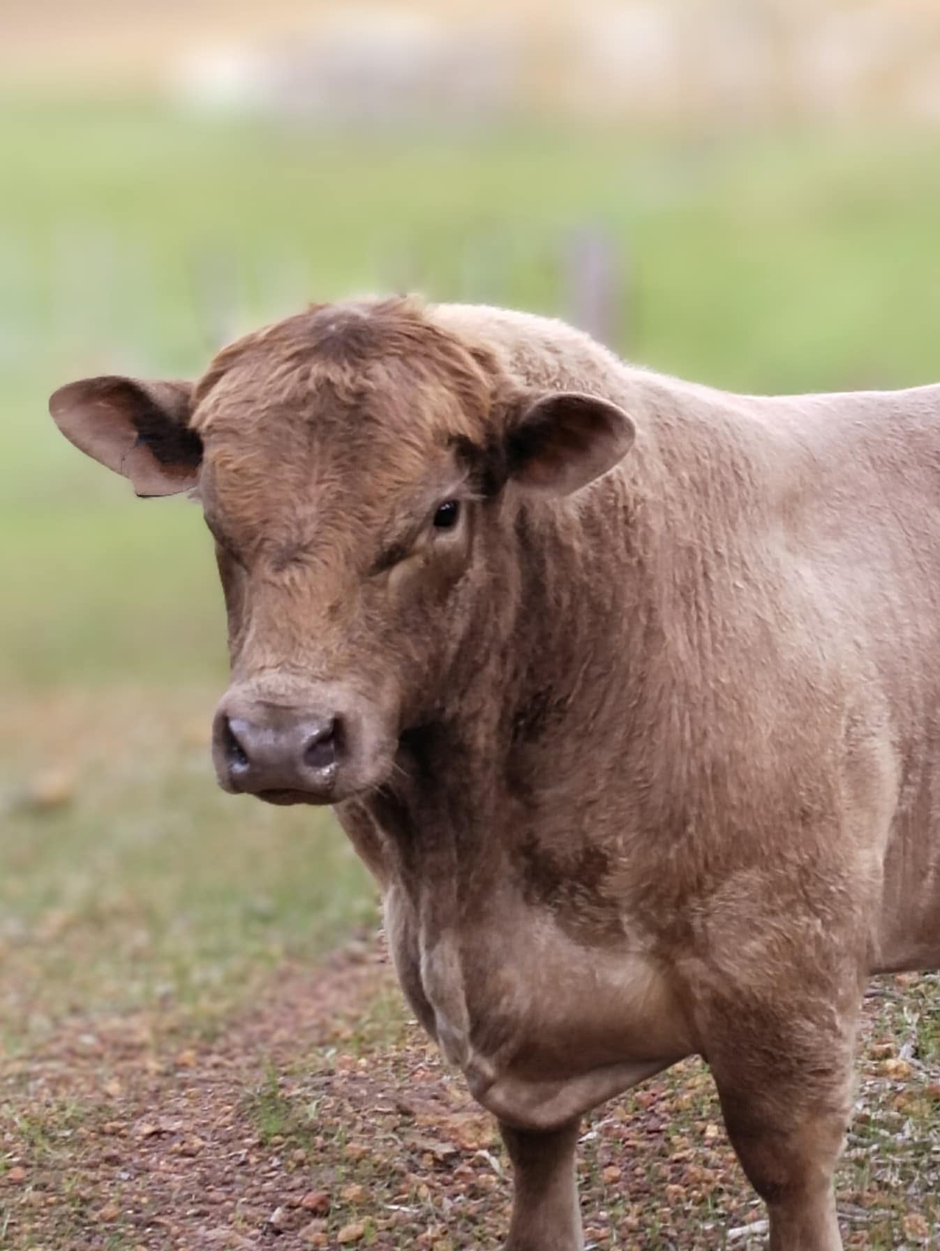 Rumen-8 Beef – Making hay and silage supplementation decisions easier