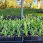 Lake Clifton Seedling Giveaway
