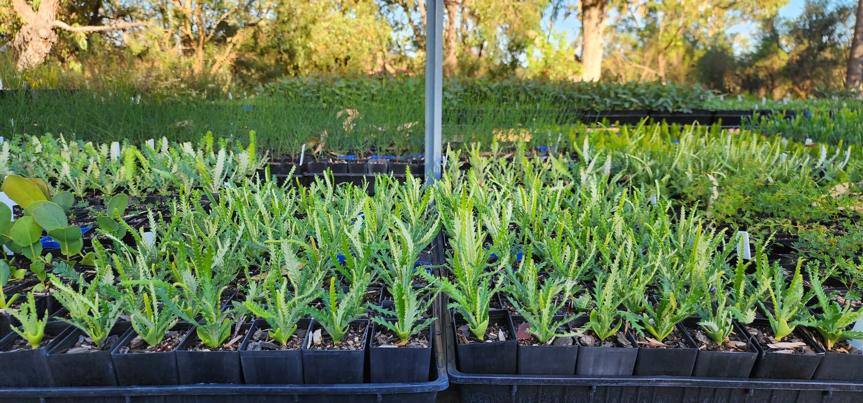 Lake Clifton Seedling Giveaway