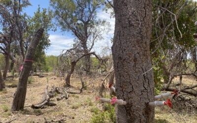 Case Study 49:  Banksia Dieback