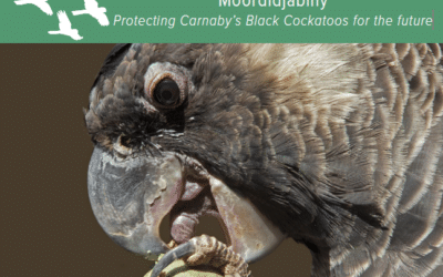 Moordidjabiny – Protecting Carnaby’s Black Cockatoos for the future