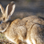 Lake Clifton Rabbit Blitz