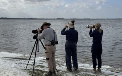 Community Counts: Citizen Scientists Tally Thousands of Shorebirds in Peel-Yalgorup Wetlands