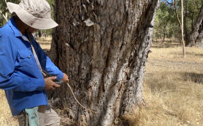 Warren mapping in a heat wave – A hare-raising experience