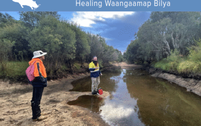 Healing Waangaamap Bilya