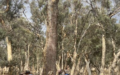 Black Cockatoo Exploration Surveys