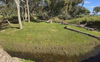 Keysbrook stream revegetation and bank stabilisation