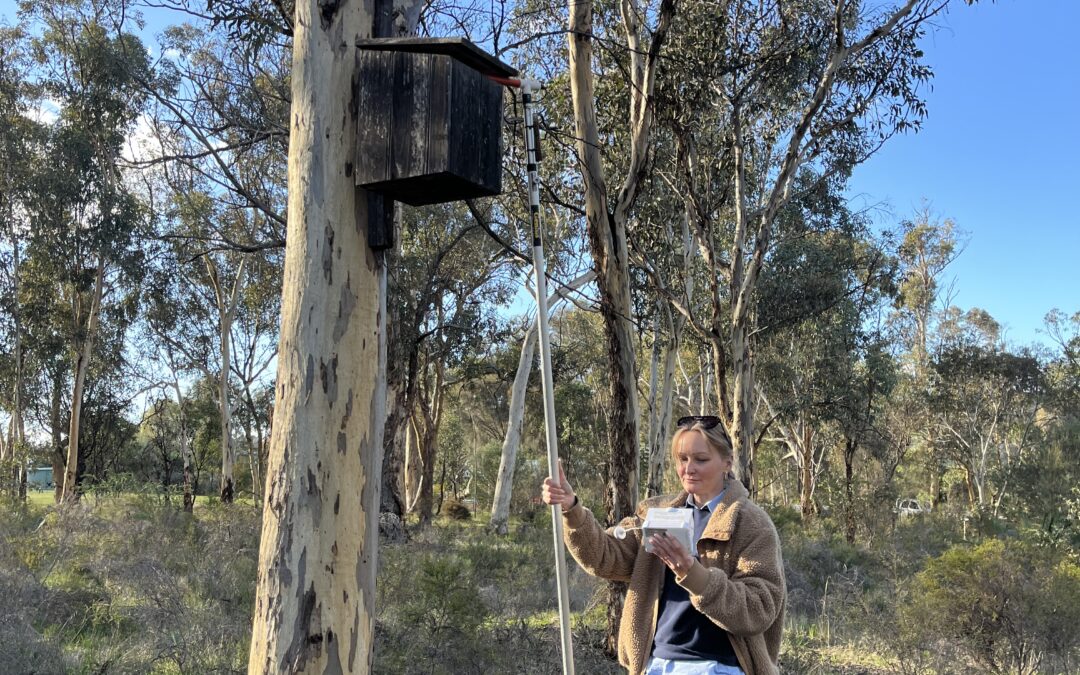 Successful Phascogale Nest Box Monitoring