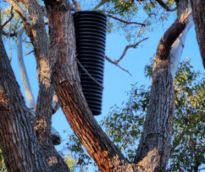 Working with landholders to protect habitat for Carnaby Black Cockatoos