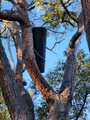 Working with landholders to protect habitat for Carnaby Black Cockatoos