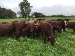 **Event Cancelled** Measuring and Managing your Farm Carbon Emissions