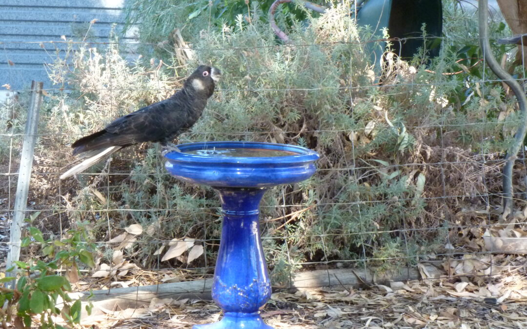 Backyards for Black-Cockatoos