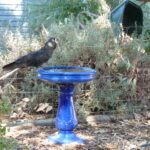 Backyards for Black-Cockatoos