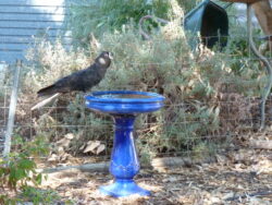 Backyards for Black-Cockatoos