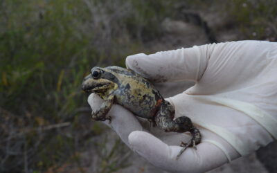 Healthy Waterways, Thriving Frogs: Why Biodiversity Matters in Bindjareb Boodja