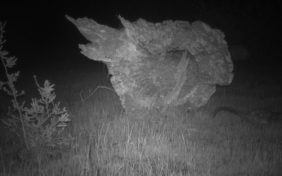 Hollow log for chuditch not foxes