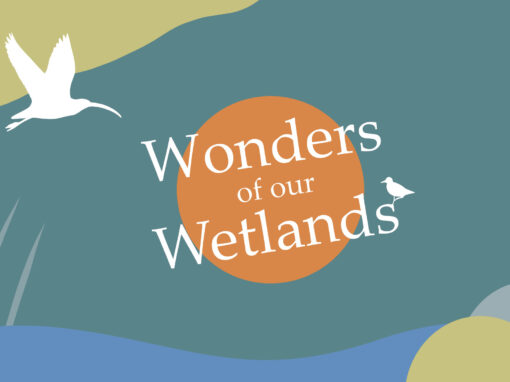 Wonders of our Wetlands Festival 2026