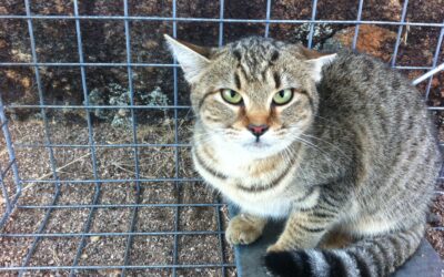 2026 Feral Cat Management Grants