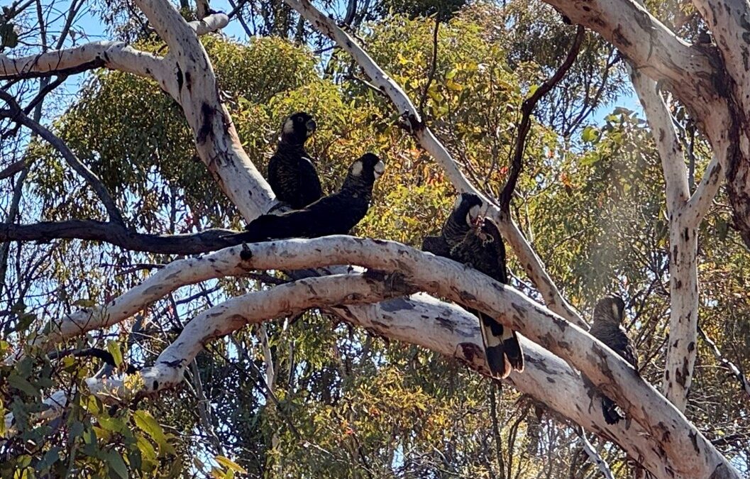 Carnaby Breeding at Dryandra