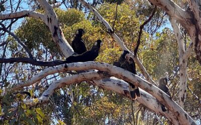 Carnaby Breeding at Dryandra