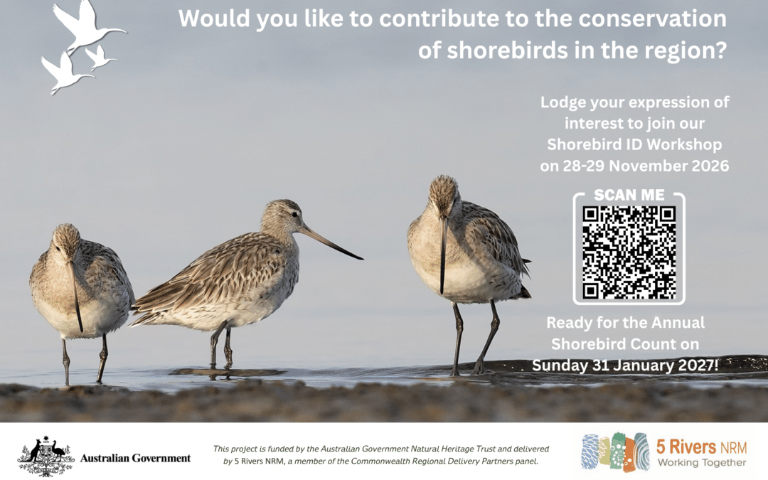 Shorebird ID Workshop