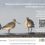 Shorebird ID Workshop