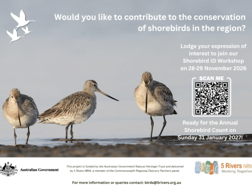 Shorebird ID Workshop