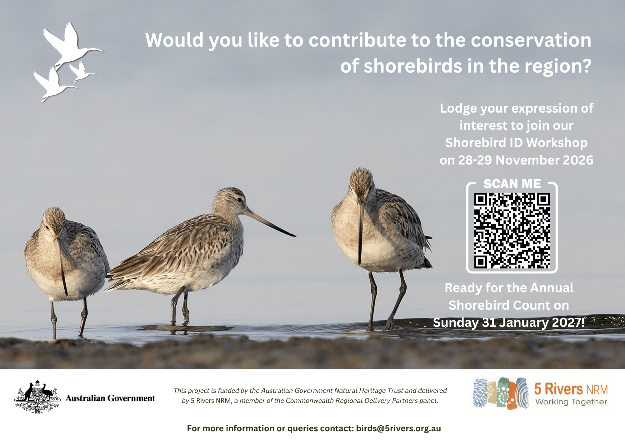 Shorebird ID Workshop